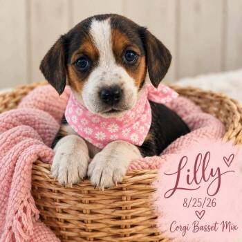 Lilly -  Corgi and Basset Hound Dog for Adoption in Fort Worth, Texas - Lilly | PetCurious