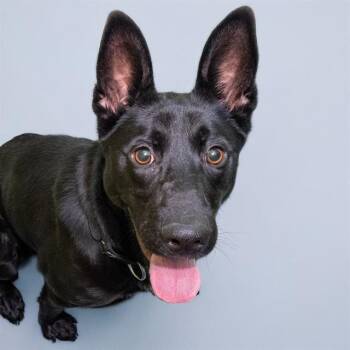 German Shepherd Dog and Mixed Breed Dogs Available for Adoption in St. Louis, Missouri - CHAPELLE | PetCurious