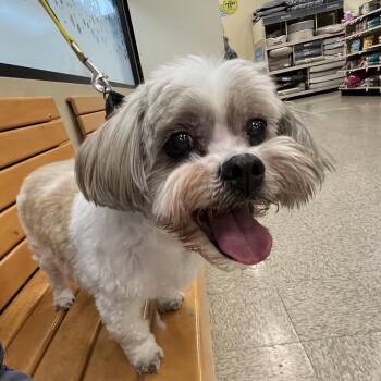 Lhasa Apso Dogs Available for Adoption in Las Vegas, Nevada - Banjo 53874 | PetCurious