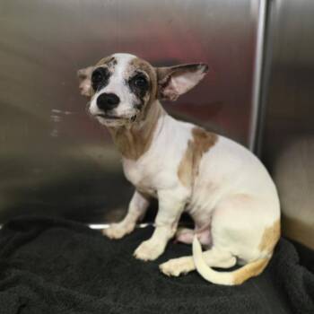 HUEY -  Chihuahua Dog for Adoption in San Antonio, Texas - HUEY | PetCurious