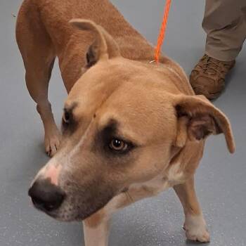 Rescue Anatolian Shepherd and Carolina Dog Dogs for Adoption in Roswell, Georgia - Buddy | PetCurious