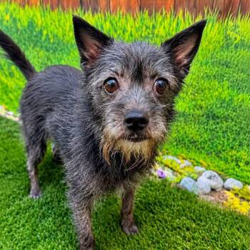 Desi -  Mixed Breed Dog for Adoption in Warren, Ohio - Desi | PetCurious