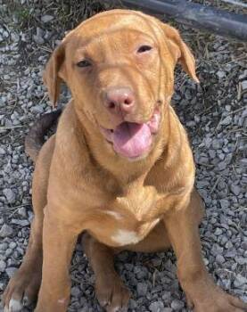 Labrador Retriever and Pit Bull Terrier Dogs Available for Adoption in Newburg, Missouri - Kali | PetCurious