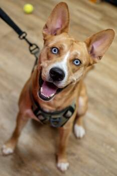 Rescue Husky and Golden Retriever Dogs for Adoption in Frankfort, New York - Aspen | PetCurious