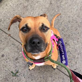 Juniper -  American Staffordshire Terrier and Mixed Breed Dog for Adoption in New York, New York - Juniper | PetCurious