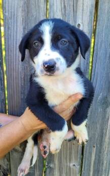 Rescue Labrador Retriever and Mixed Breed Dogs for Adoption in Morton Grove, Illinois - Stormy | PetCurious