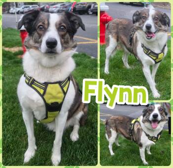 Australian Cattle Dog Blue Heeler Dogs Available for Adoption - Flynn | PetCurious