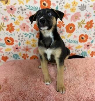 Mischa -  Labrador Retriever and Mixed Breed Dog for Adoption in Houston, Texas - Mischa | PetCurious