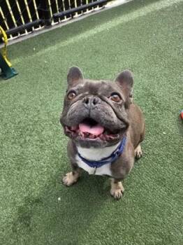 French Bulldog and Mixed Breed Dogs Available for Adoption - Freddie Mercury | PetCurious