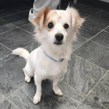 Cooper -  Chihuahua and Terrier Dog for Adoption in Clearwater, Florida - Cooper | PetCurious