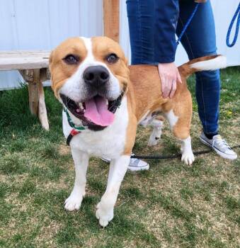 Pit Bull Terrier Dogs Available for Adoption in Pocatello, Idaho - Barney | PetCurious