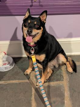 Tilly -  Australian Cattle Dog Blue Heeler and Shiba Inu Dog Available for Adoption in Richmond, Virginia - Tilly | PetCurious