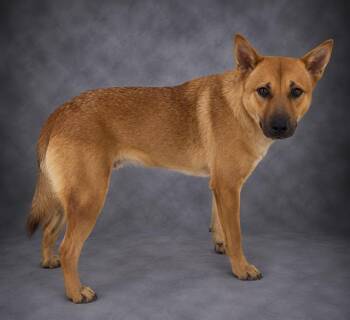GINNY -  Carolina Dog and Mixed Breed Dog for Adoption in Winter Haven, Florida - GINNY | PetCurious