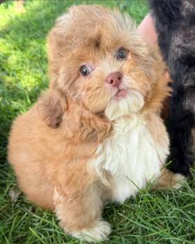 Meatball -  Shih Poo Dog for Adoption in Liberty Center, Ohio - Meatball | PetCurious