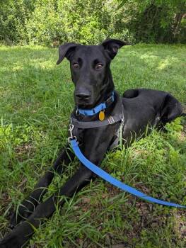Mixed Breed Dogs Available for Adoption in Dallas, Texas - LOVEBIRD | PetCurious