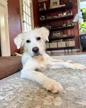 Psychic -  Great Pyrenees Dog for Adoption in New York, New York - Psychic | PetCurious