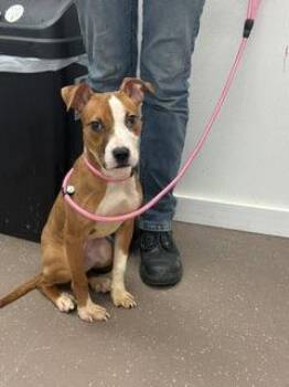 Casey -  Pit Bull Terrier and Mixed Breed Dog for Adoption in South Bend, Indiana - Casey | PetCurious