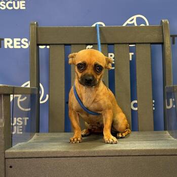 SHERBERT -  Chihuahua and Mixed Breed Dog for Adoption in Waterford, New Jersey - SHERBERT | PetCurious
