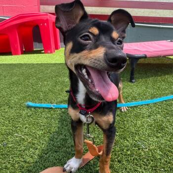 Raphael -  Chihuahua and Miniature Pinscher Dog for Adoption in Jupiter, Florida - Raphael | PetCurious