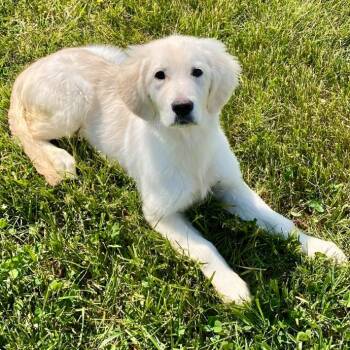 Golden Retriever Dogs Available for Adoption in Louisville, Kentucky - Ophelia #6571 | PetCurious