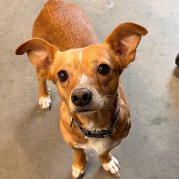 Javier -  Chihuahua and Mixed Breed Dog for Adoption in Tampa, Florida - Javier | PetCurious
