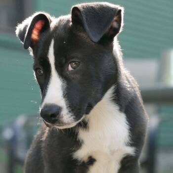 Rescue Border Collie and Mixed Breed Dogs for Adoption in Kansas City, Missouri - Jack | PetCurious