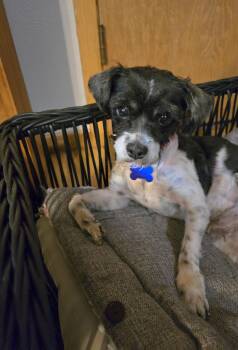 Shih Tzu Dogs Available for Adoption in Jamestown, North Dakota - Gizmo | PetCurious