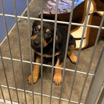 Alice -  Rottweiler and Hound Dog Available for Adoption in Show Low, Arizona - Alice | PetCurious