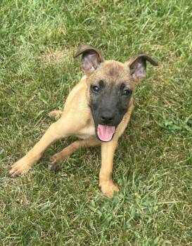 Rose -  German Shepherd Dog and Belgian Shepherd Malinois Dog for Adoption - Rose | PetCurious