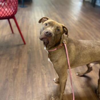 Pit Bull Terrier Dogs Available for Adoption in Port Richey, Florida - Rico | PetCurious