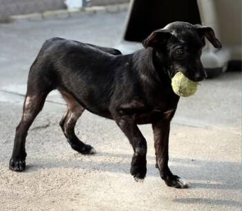 Patchy -  Labrador Retriever Dog for Adoption in Colorado Springs, Colorado - Patchy | PetCurious