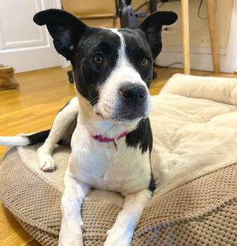 Terrier Dogs Available for Adoption in Longview, Texas - Juliette | PetCurious