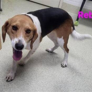 Beagle Dogs Available for Adoption - Reba | PetCurious