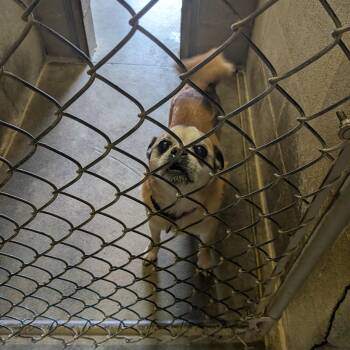 Charlie -  Pug and Chihuahua Dog for Adoption in Hermiston, Oregon - Charlie | PetCurious