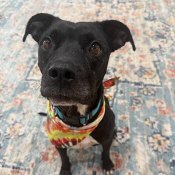 Rescue Terrier Dogs for Adoption in Pleasanton, California - Rocket | PetCurious