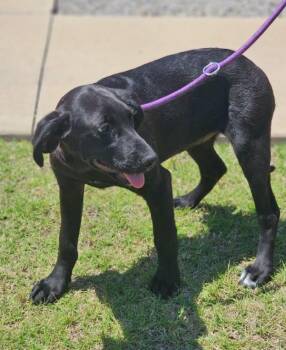 Black Labrador Retriever Dogs Available for Adoption in Morrilton, Arkansas - Caly | PetCurious