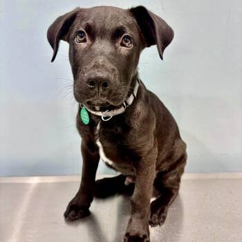 Coal -  Mixed Breed Dog for Adoption in Portland, Oregon - Coal | PetCurious