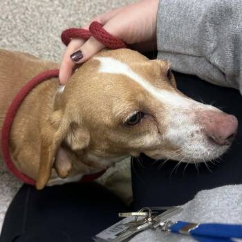 Beagle Dogs Available for Adoption - Mango | PetCurious