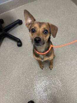 MAYA -  Chihuahua and Mixed Breed Dog for Adoption in Las Vegas, Nevada - MAYA | PetCurious