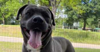 Rescue Pit Bull Terrier Dogs for Adoption in Troy, Alabama - Omar | PetCurious