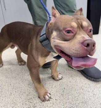 Mixed Breed Dogs Available for Adoption in Lafayette, Indiana - Tank | PetCurious