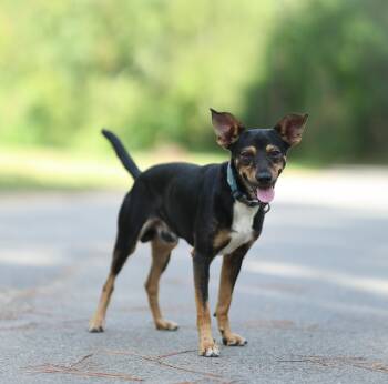Cowboy -  Miniature Pinscher Dog for Adoption in Lucedale, Mississippi - Cowboy | PetCurious
