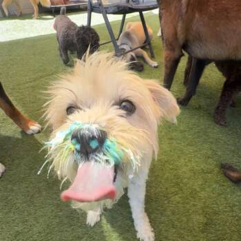 Daisy -  Maltese and Poodle Dog for Adoption in San Diego, California - Daisy | PetCurious