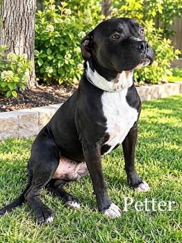 Petter -  American Staffordshire Terrier Dog for Adoption in Lucas, Texas - Petter | PetCurious