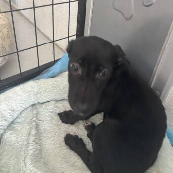 Chihuahua and Mixed Breed Dogs Available for Adoption in North Charleston, South Carolina - Nora | PetCurious
