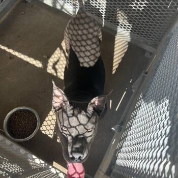 OG -  Mixed Breed Dog for Adoption in Lake Jackson, Texas - OG | PetCurious