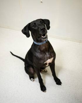Rescue Great Dane and Black Labrador Retriever Dogs for Adoption in Cincinnati, Ohio - Milo | PetCurious