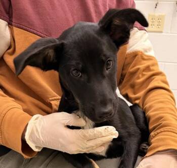 Border Collie Dogs Available for Adoption in Golden, Colorado - India | PetCurious