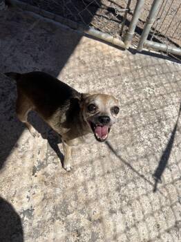 Rescue Chihuahua Dogs for Adoption in Deming, New Mexico - Fay | PetCurious