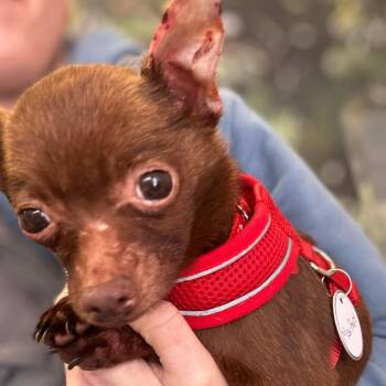 Chihuahua Dogs Available for Adoption - Max Reps 13719 | PetCurious